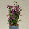 Plante fleurie