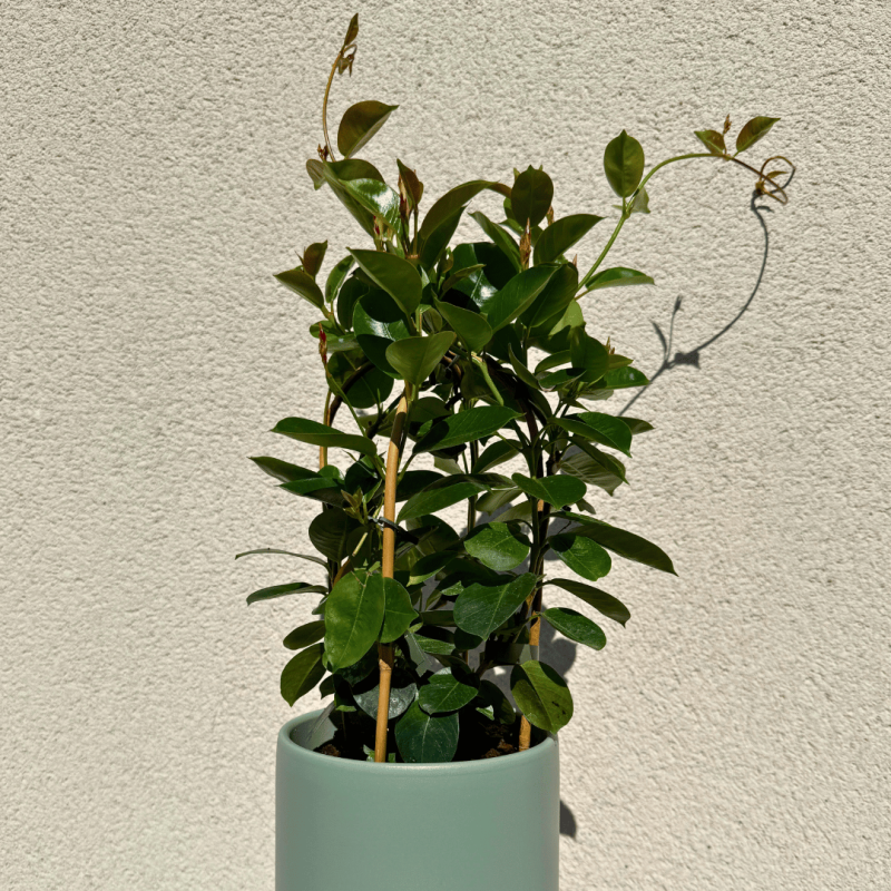 Plante Dipladénia
