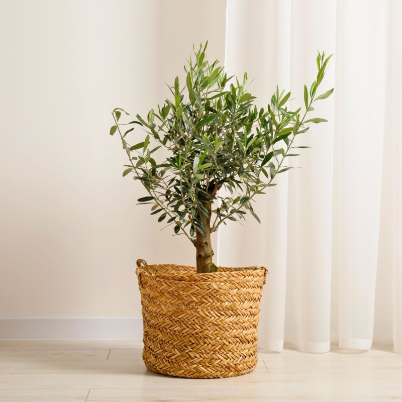 Plante Olivier