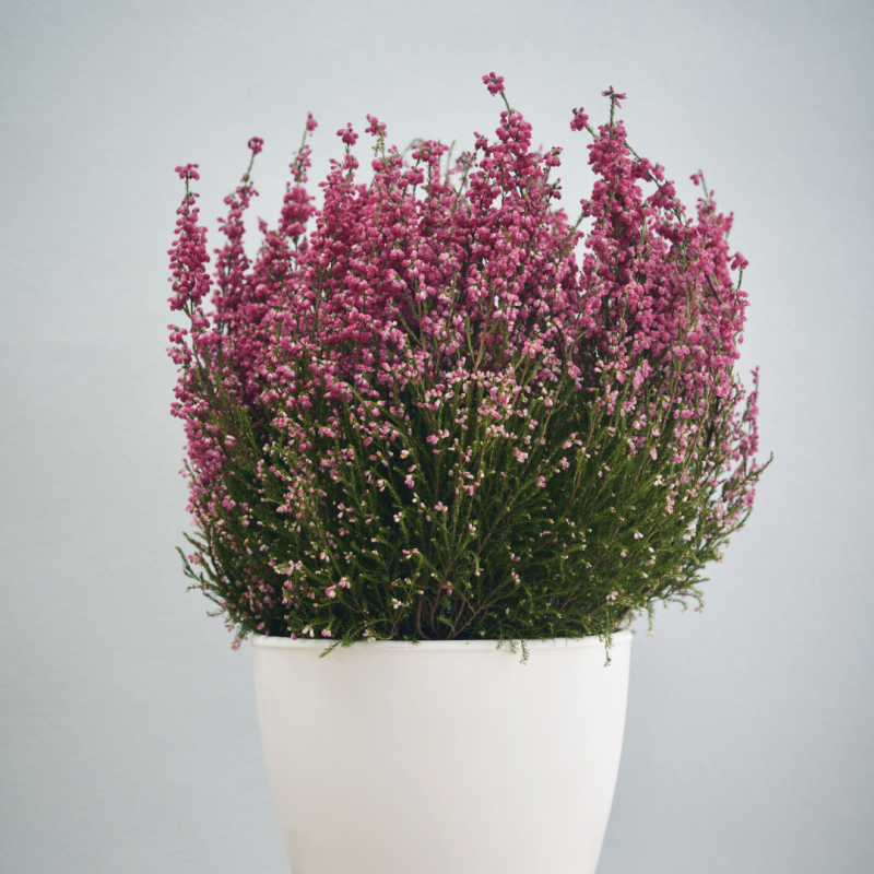 Plante en pot Skimmia vert