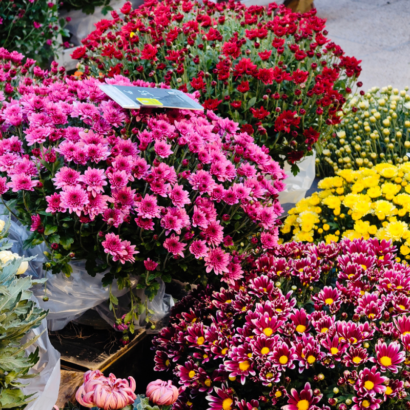 3 Chrysanthèmes | Toussaint | Fleurs Ô Naturel
