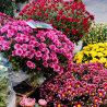 3 Chrysanthèmes | Toussaint | Fleurs Ô Naturel