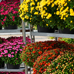 Chrysanthèmes français | Toussaint | Fleurs Ô Naturel