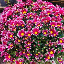 Chrysanthèmes français | Toussaint | Fleurs Ô Naturel