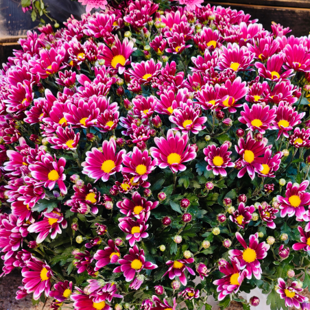 Chrysanthèmes français | Toussaint | Fleurs Ô Naturel
