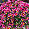 Chrysanthèmes français | Toussaint | Fleurs Ô Naturel